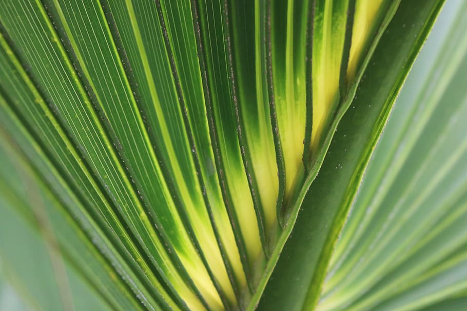 palm leaf, green, yellow, lines, diagonal, pattern, fan, nature HD wallpaper