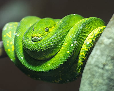 python, green tree python, snake, reptile, nature, wild, reptiles HD wallpaper