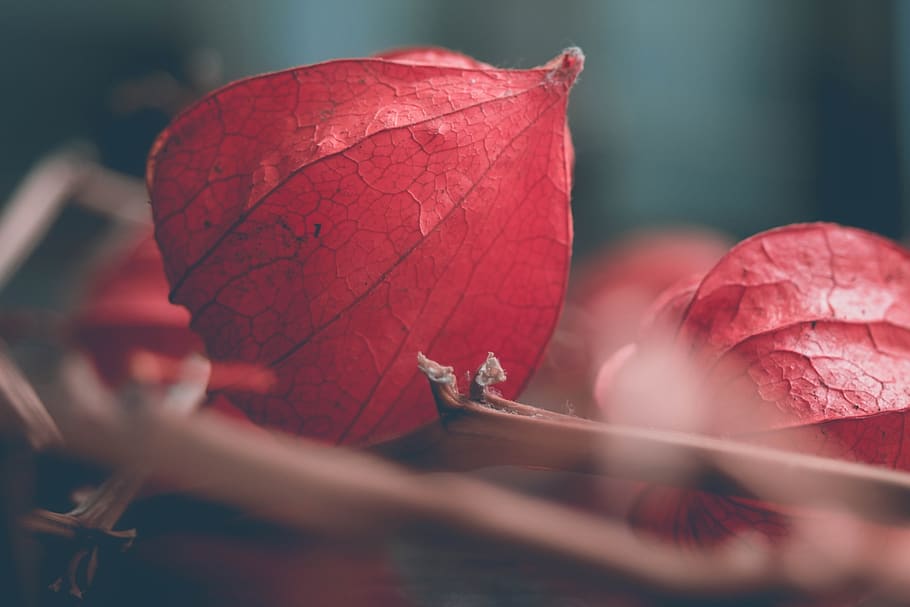 physalis, flower, close-up, beauty in nature, plant, leaf, selective focus HD wallpaper