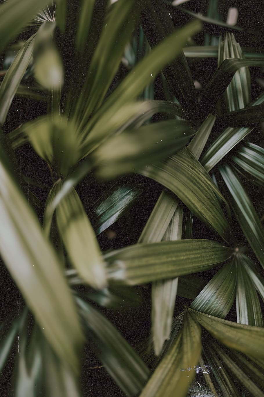 green linear leaves, plant, agavaceae, gasparilla island, bird HD wallpaper