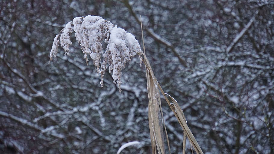 winter, snow, grass, cold, nature, grasses, snowflakes, wintry HD wallpaper