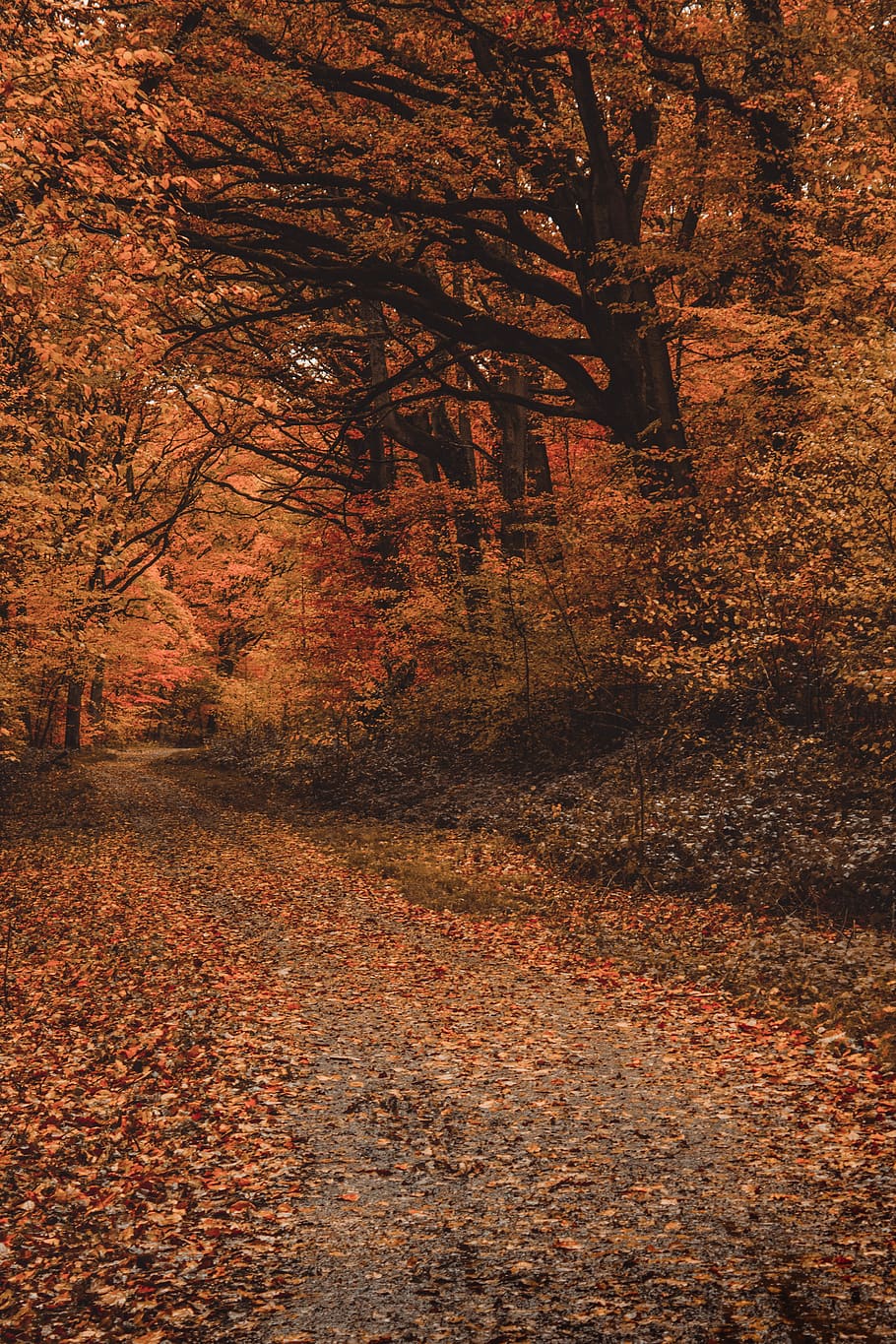 brown-leafed tres, autumn, tree, change, plant, nature, land HD wallpaper
