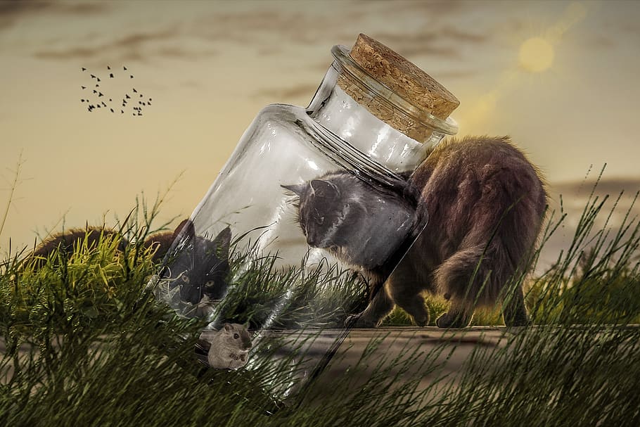 manipulation, cats, bottle, mouse, grass, landscape, sky, birds HD wallpaper
