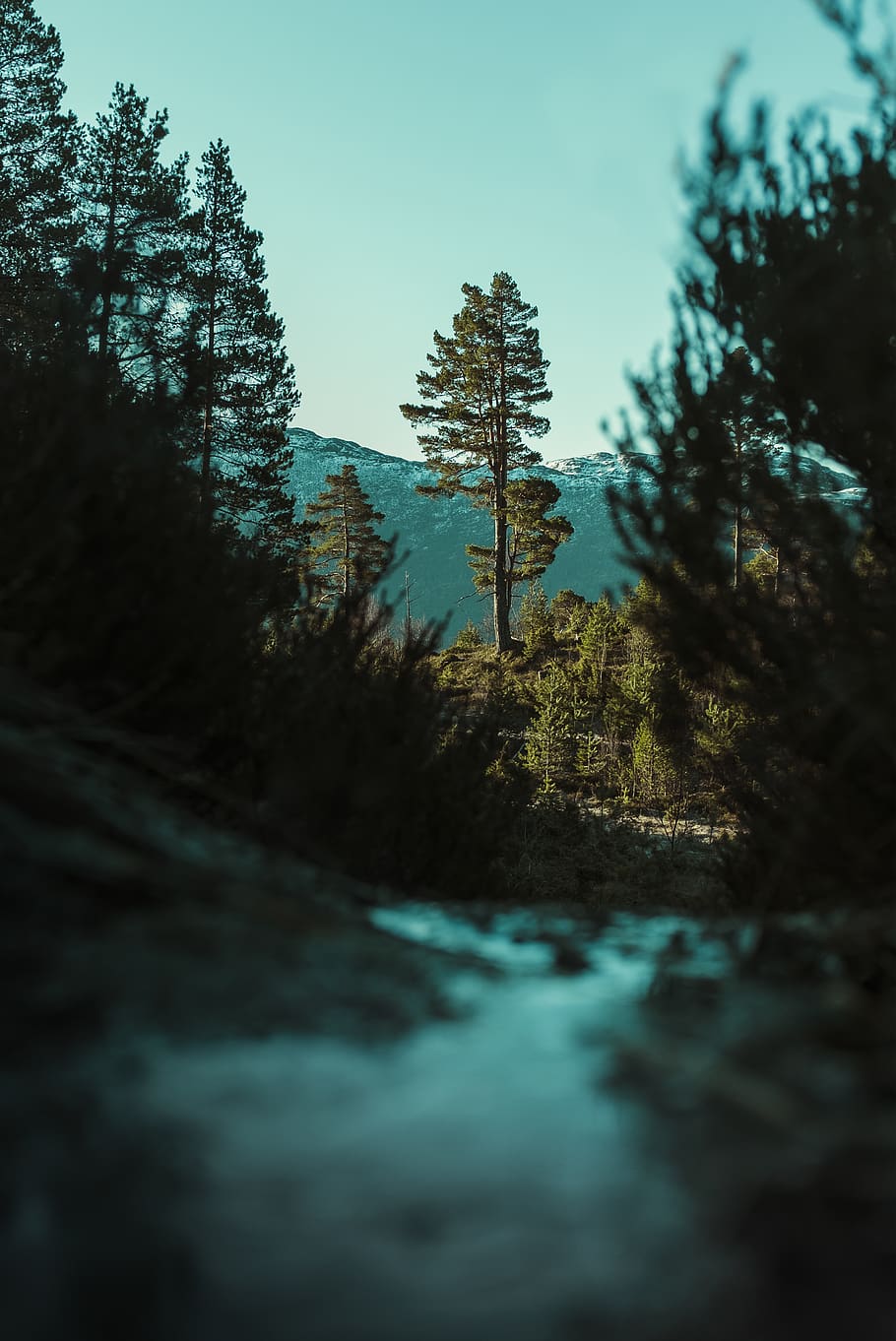 green pine tree, plant, abies, fir, conifer, hiking, norway, explore HD wallpaper