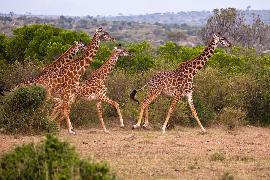 do giraffe, animal, kenya, nature, wilderness, heavy, big, animal wildlife HD wallpaper