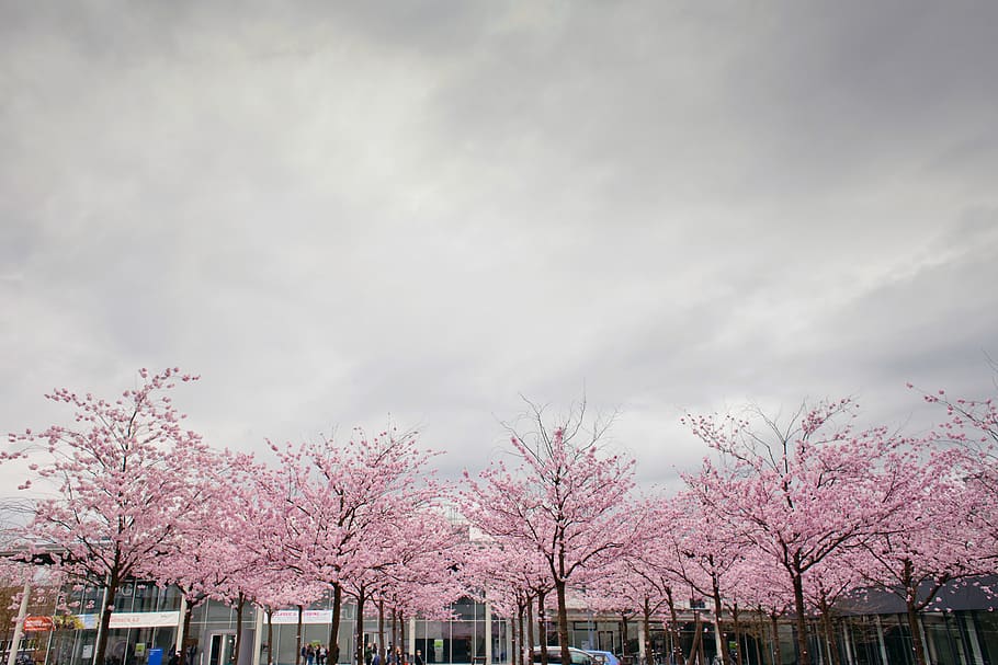 germany, cottbus, sky, clouds, cloudy, pink, cherry, cherry blossom HD wallpaper