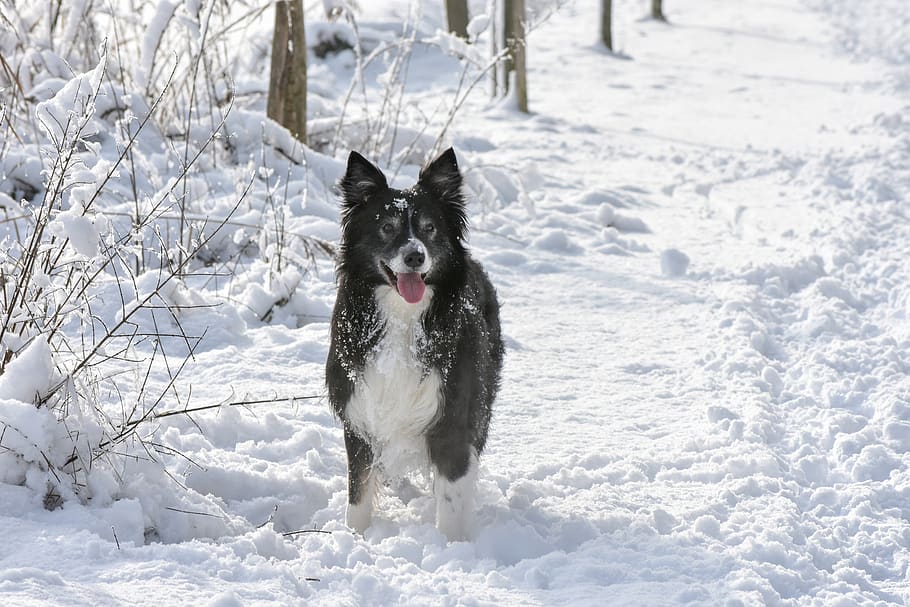 snow, dog, border, black, winter, cold, nature, canine, one animal HD wallpaper