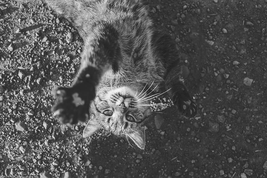 Grayscale Photo of Cat Lying on Ground, animal, cute, falling HD wallpaper