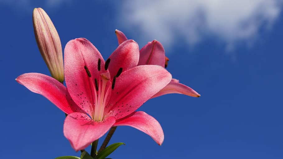 sky, blossom, bloom, pink, map, nature, flower, flowering plant HD wallpaper