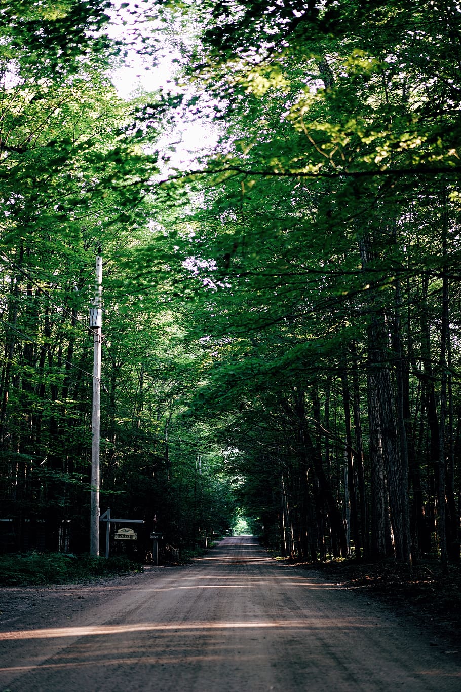 dirt road between tall trees during daytime, path, arbour, outdoors HD wallpaper