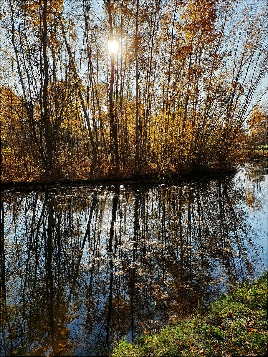 water, trees, sun, mirror, reflection, tranquility, plant, lake HD wallpaper