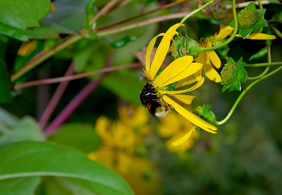 hummel, yellow, blossom, bloom, flower, close up, nectar, collect HD wallpaper