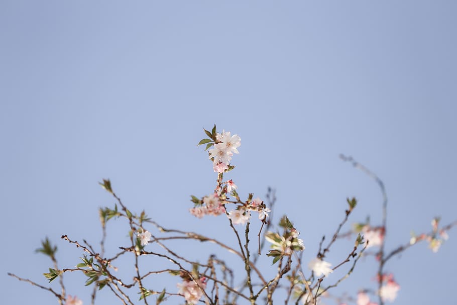 flower, blossom, tree, sky, cherry tree, plant, flowering plant HD wallpaper
