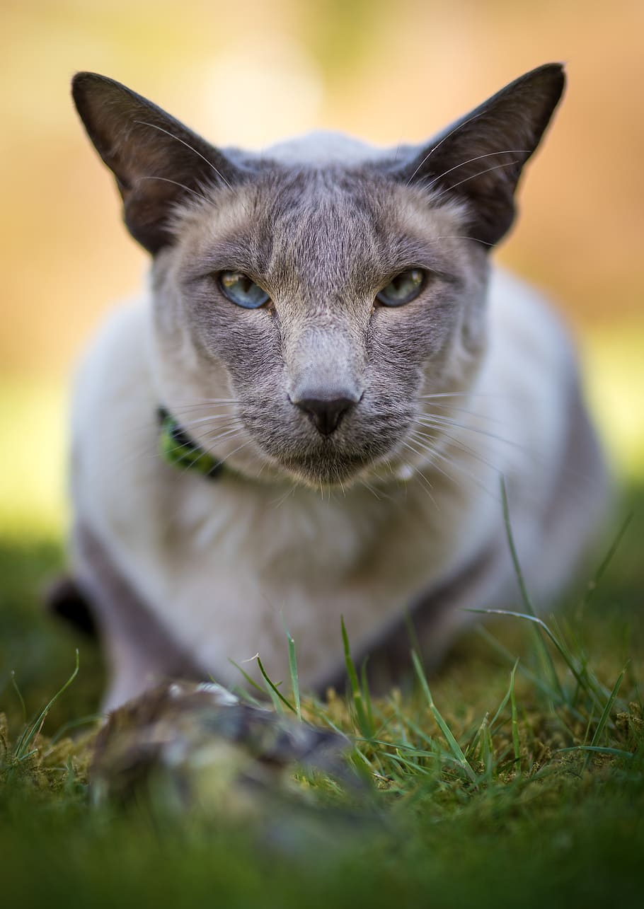 mammal, one animal, animal themes, pets, domestic, domestic animals HD wallpaper