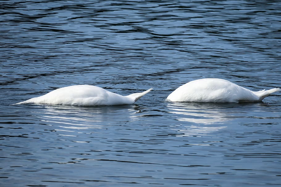 swan, beams, diving, synchronous, at the same time, lake, eat HD wallpaper