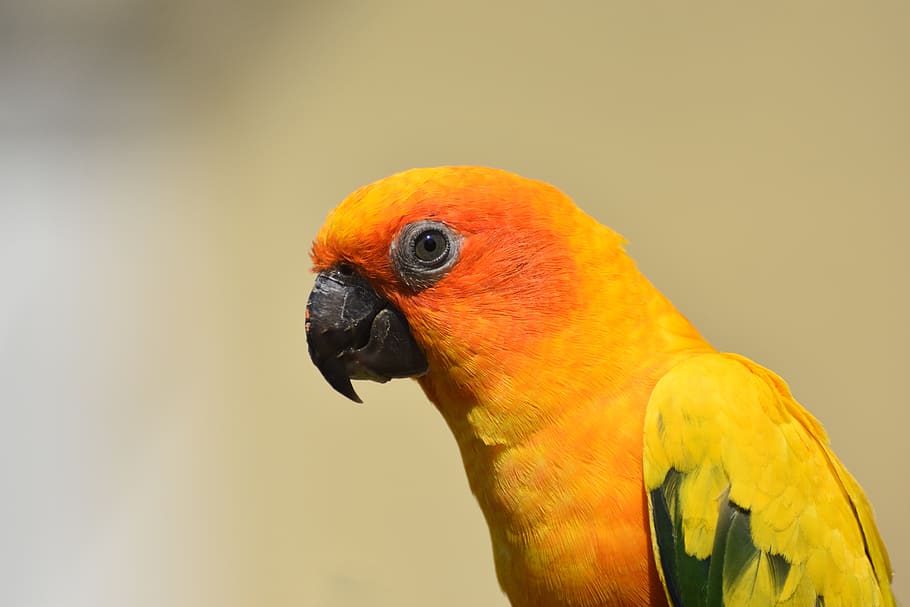 SUN CONURES colorful leaves flight bright birds parrots feathers HD  wallpaper  Peakpx