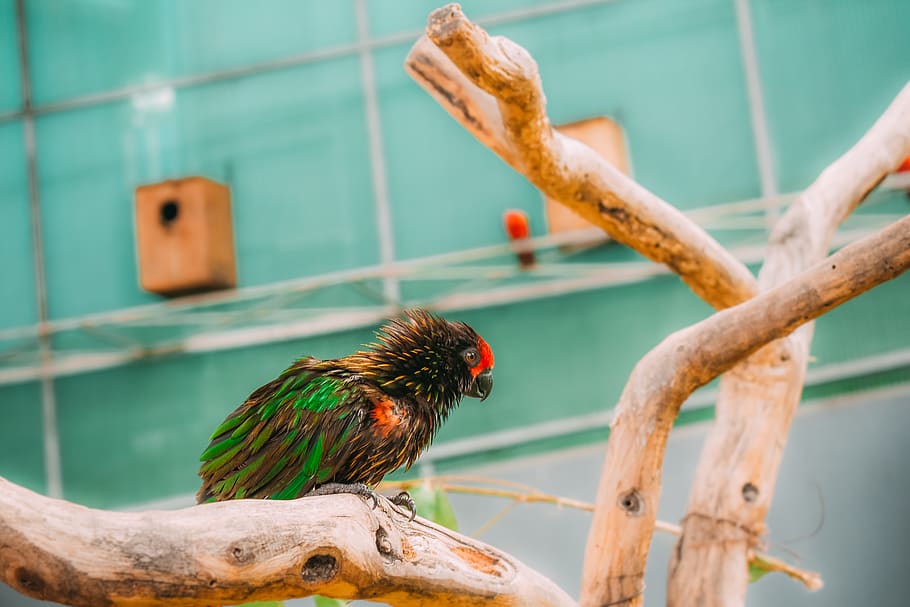 bird on tree branch, animal, beak, parrot, poultry, fowl, chicken HD wallpaper