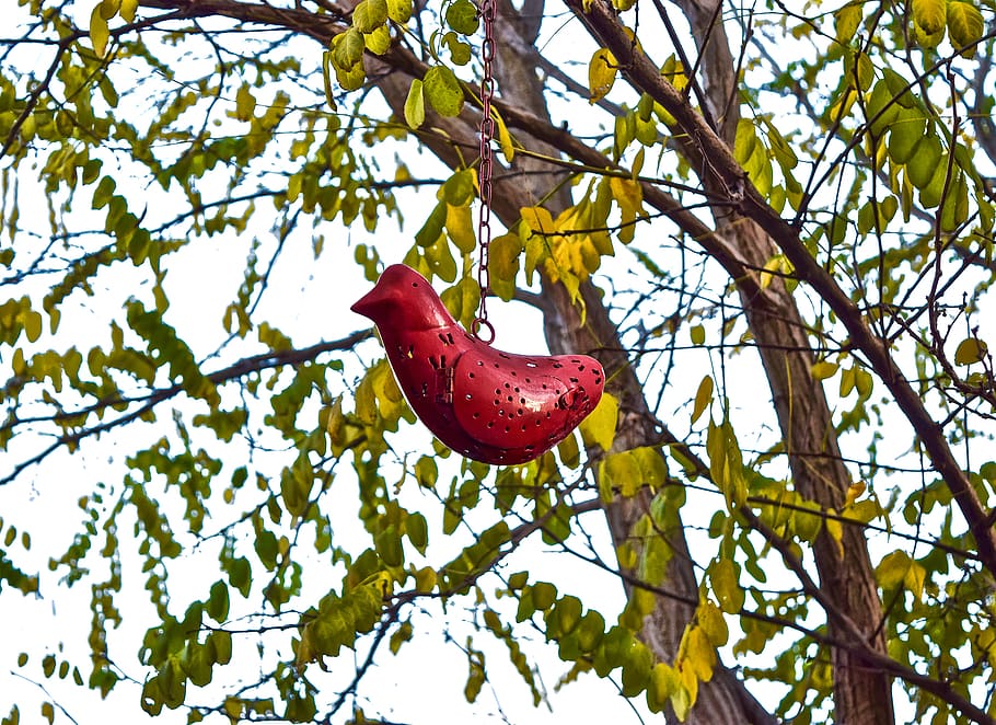 australia, perth, red, branch, greenery, bird, tree, leaves HD wallpaper