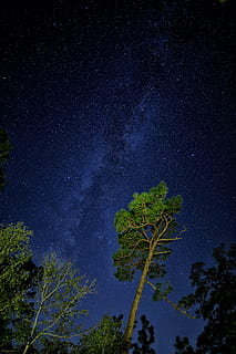 view of milkyway, sky, star, tree, forest, woodland, long exposure HD wallpaper