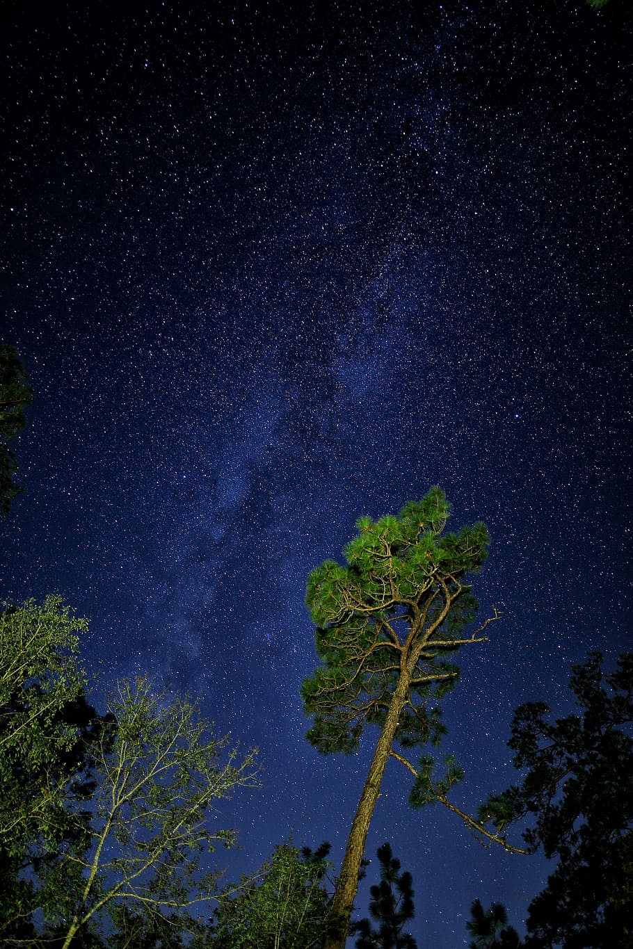 view of milkyway, sky, star, tree, forest, woodland, long exposure HD wallpaper