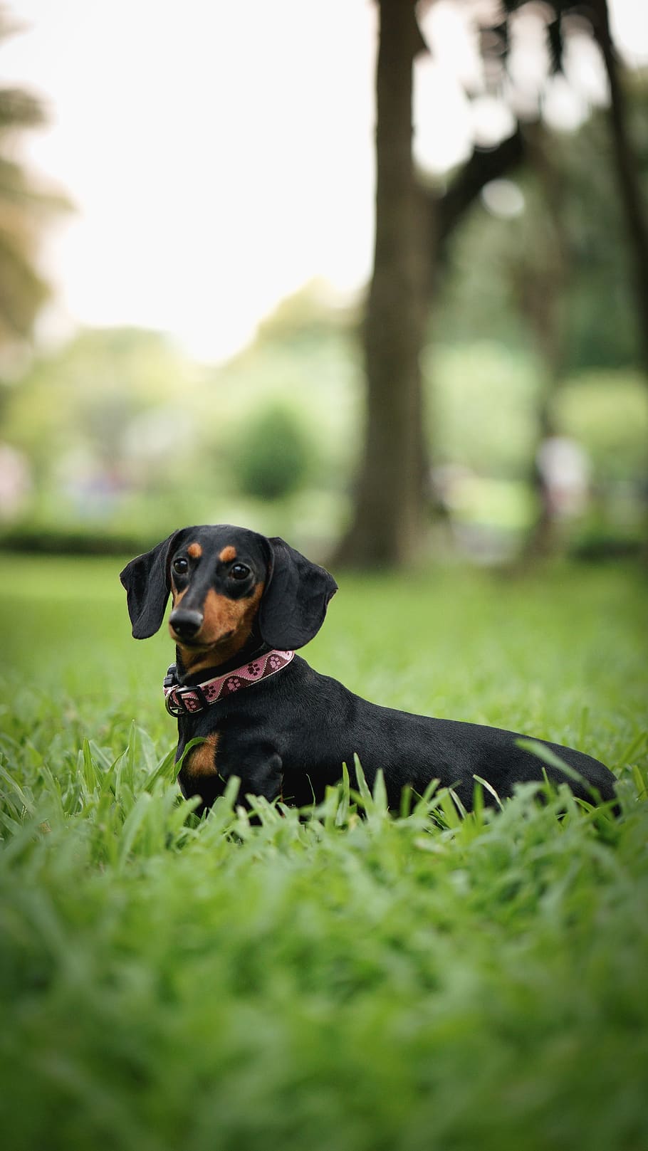 dachshund, yui, dog, canine, one animal, domestic, pets, domestic animals HD wallpaper