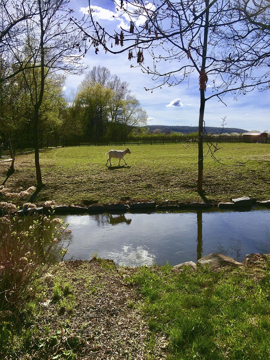 river, nature, goat, spring, plant, tree, water, grass, tranquil scene HD wallpaper