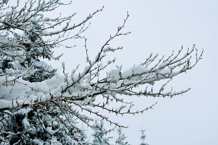 snow, winter, branches, tree, sky, white, cold, cold temperature HD wallpaper