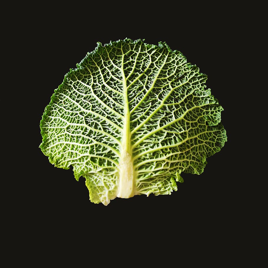 green cabbage, legume, tree, food, power, vitamins, nutrition HD wallpaper