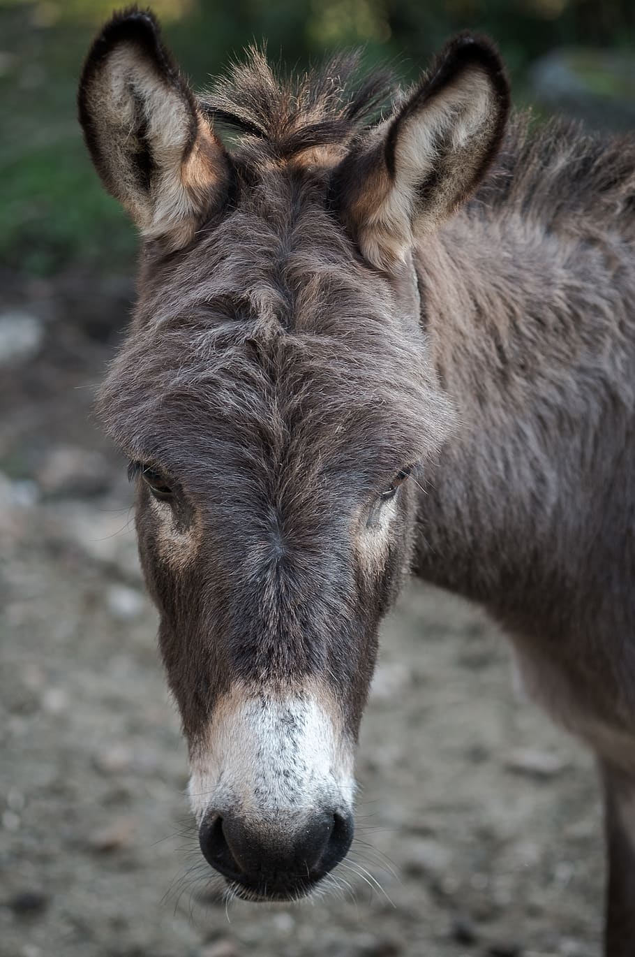 donkey, animal, pet, mammal, animal themes, one animal, livestock HD wallpaper