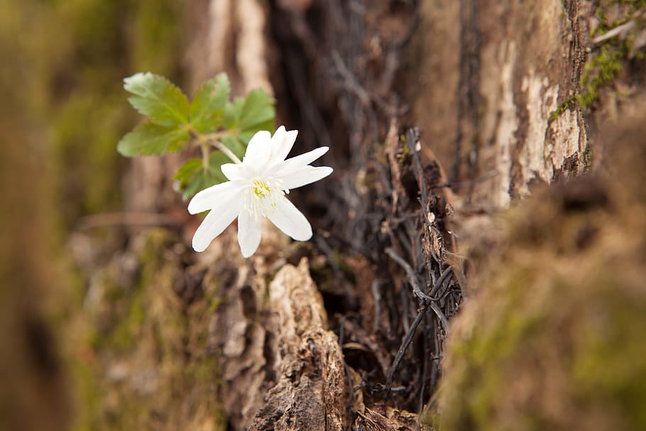 spring, flower, flowers, background, focus, closeup, outdoor HD wallpaper
