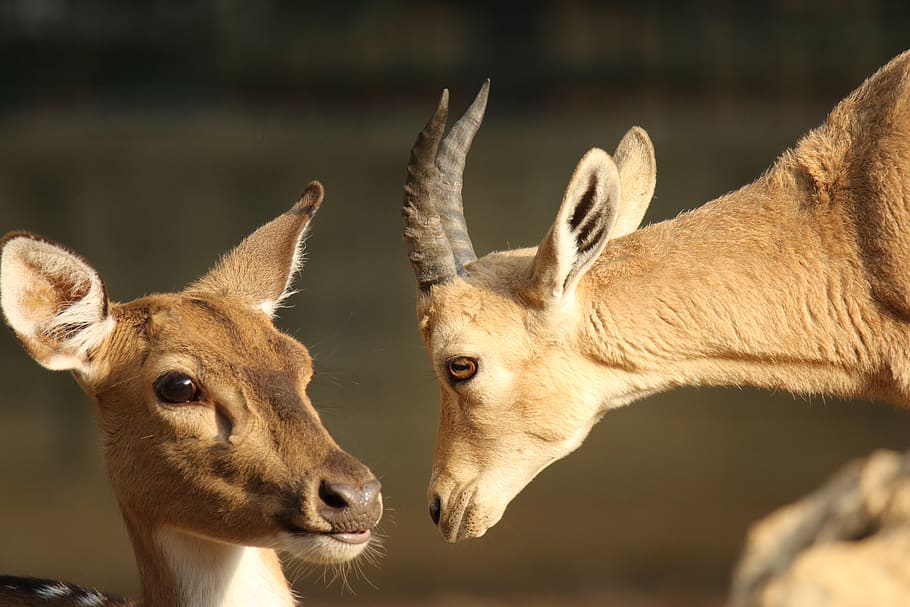 deer, gazelle, animals, affection, animal themes, animal wildlife HD wallpaper