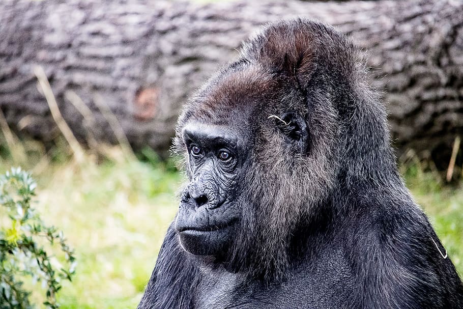 gorilla, animal, mammal, monkey, primate, female, old, nature HD wallpaper