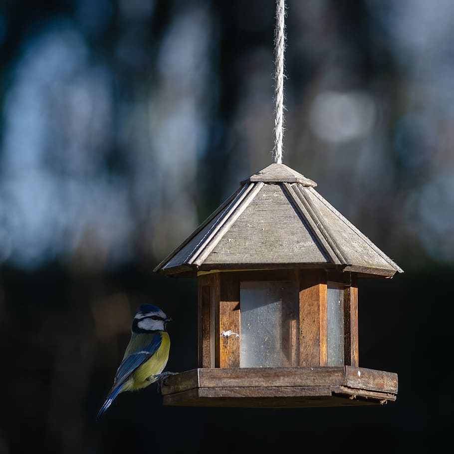 bird, tit, blue, cute, garden, plumage, animals, spring, focus on foreground HD wallpaper