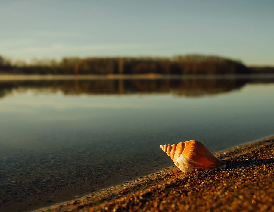 seashell, rocks, shore, laker, water, nature, outdoors, tranquility HD wallpaper