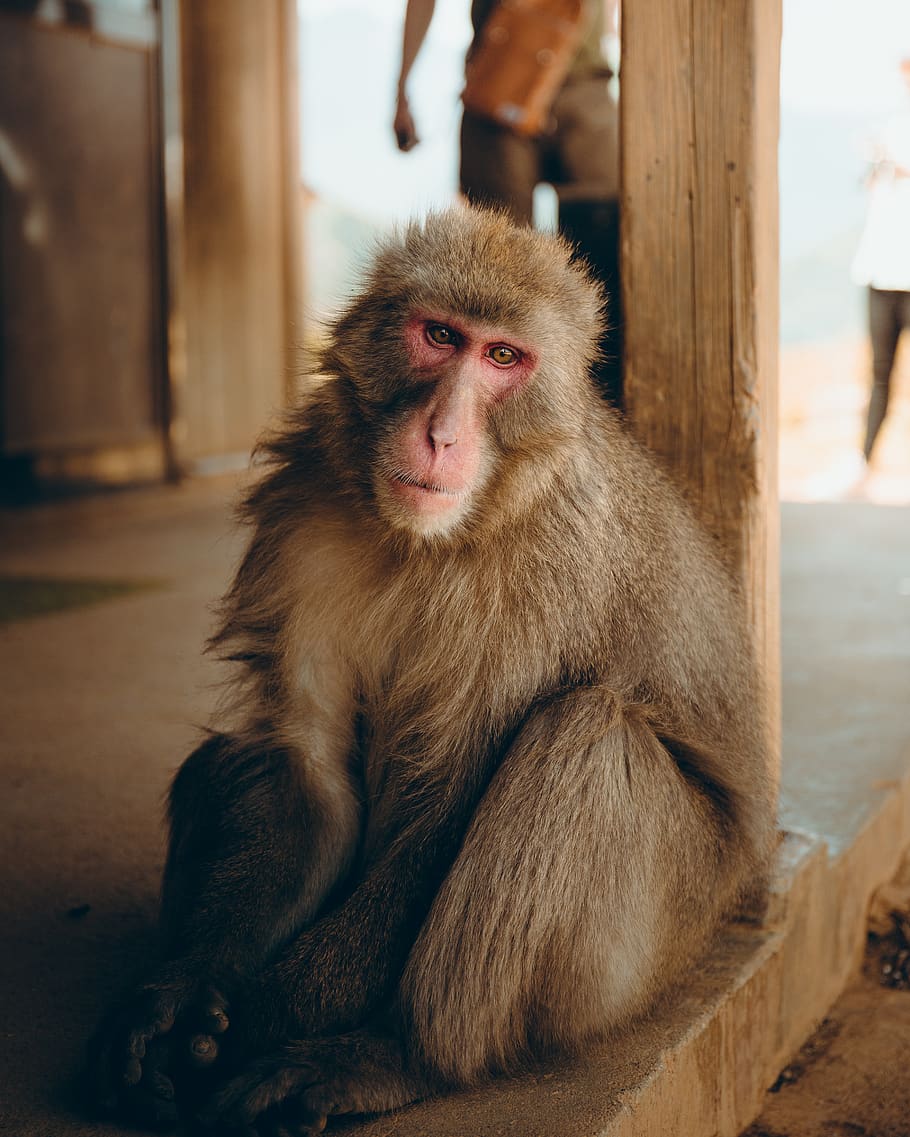 brown monkey on floor, person, human, people, face, wildlife HD wallpaper