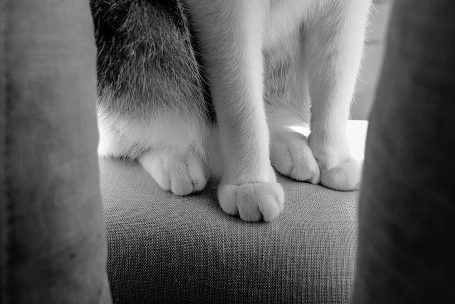 italy, milan, mammal, animal themes, one animal, domestic, pets HD wallpaper