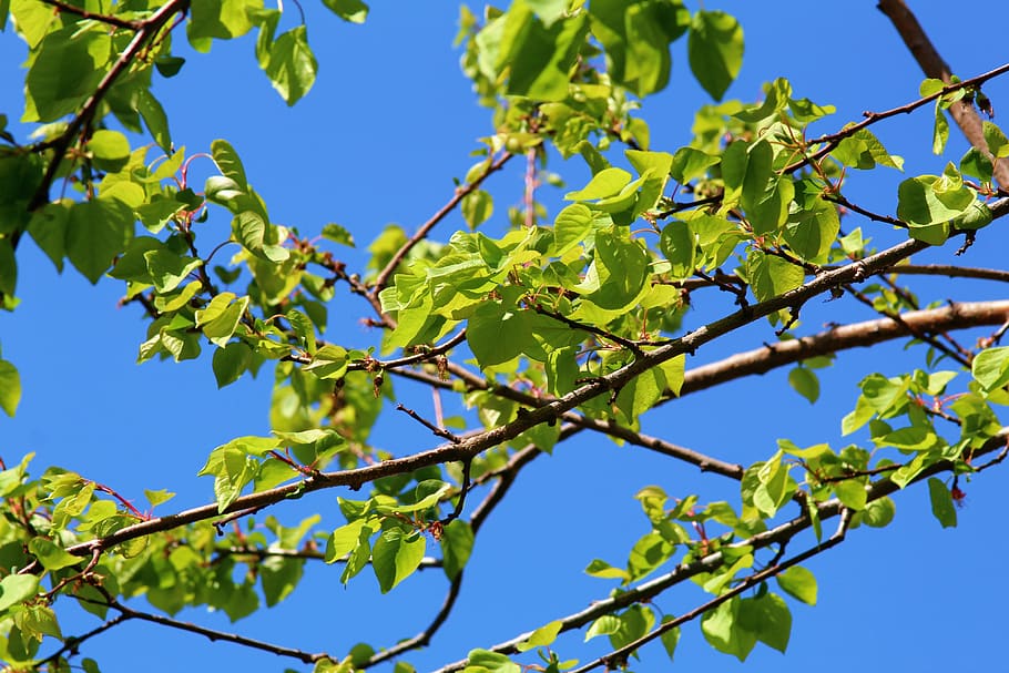 sky, blue, leaves, of, spring, plant, nature, tree, low angle view HD wallpaper
