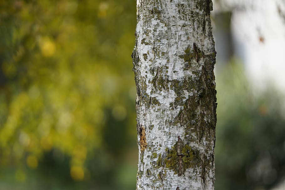 autumn, deciduous, plant, leaf, nature, outdoors, wood, tree HD wallpaper