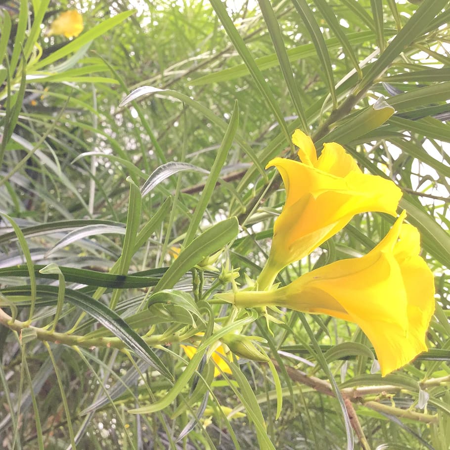 plant, yellow, beauty in nature, growth, flowering plant, freshness HD wallpaper