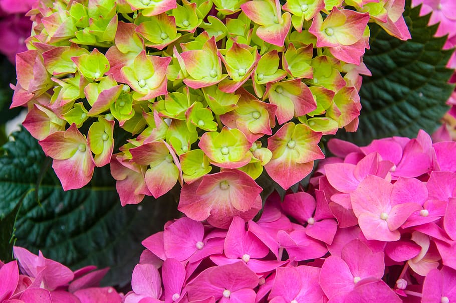hydrangea, blossom, bloom, nature, flower, flora, hydrangea flower HD wallpaper