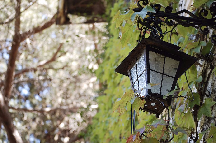 italy, bergeggi, tree, plant, birdhouse, focus on foreground HD wallpaper
