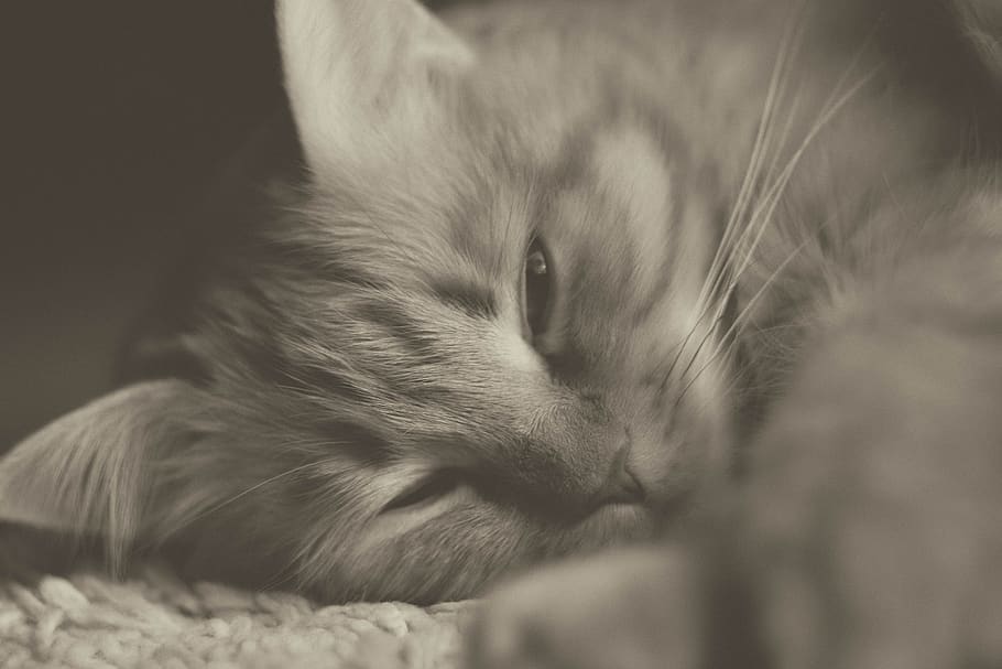 cat, redhead, cats, fluffy cat, pet, animals, fur, cat person HD wallpaper