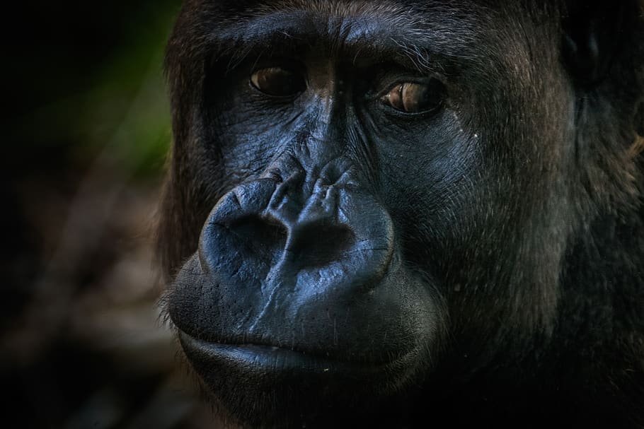 gorilla, monkey, zoo, animal, furry, portrait, nature, animal world HD wallpaper