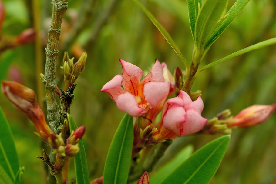 australia, bony mountain, flower, green, pink, plant, flowering plant, HD wallpaper
