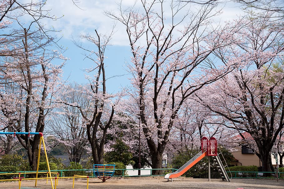 Photography of Playground, bloom, blooming, cherry blossoms, countryside, HD wallpaper