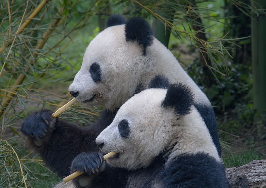 panda, family, pandas, cute, bamboo, portrait, couple, animal