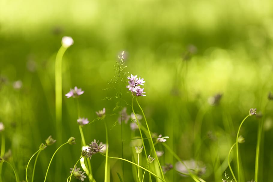 flowers, grass, flowering plant, fragility, vulnerability, beauty in nature HD wallpaper