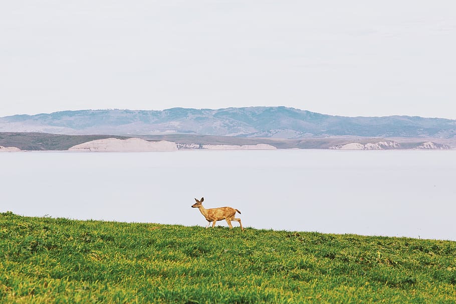 deer, animals, grass, lake, water, landscape, nature, mountains HD wallpaper