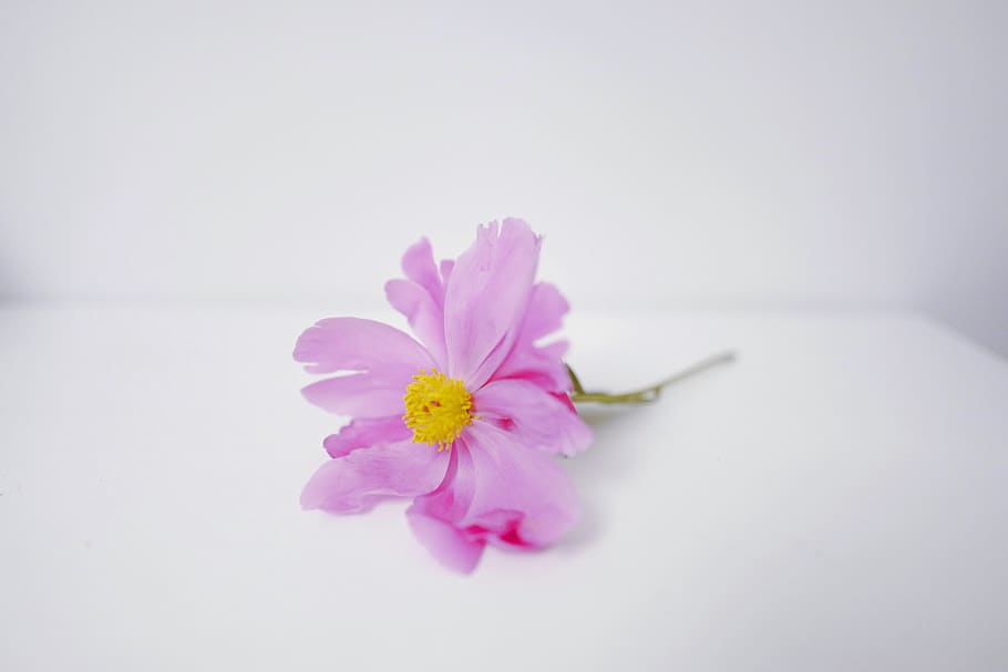 flower, daisy, purple, flowering plant, freshness, pink color HD wallpaper