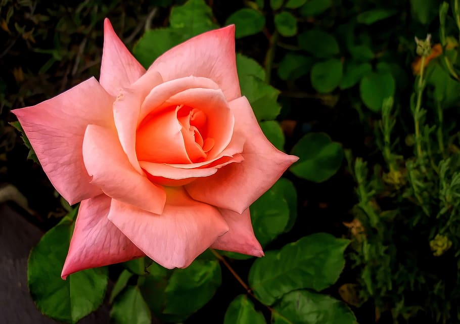 flower, flora, rose, leaf, petal, plant, flowering plant, beauty in nature, HD wallpaper